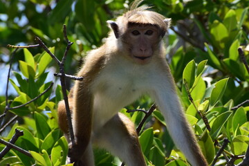 Hunting Monkey on the tree 