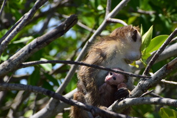Hidden monkey and baby in the forest 