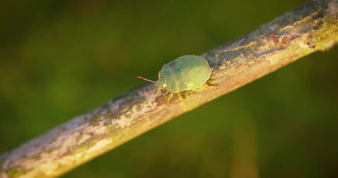 Forest green shield bug (Palomena prasina) green stink bug is a species of shield bug in the family Pentatomidae, found in most of Europe. It inhabits forests, woodlands, orchards, and gardens
