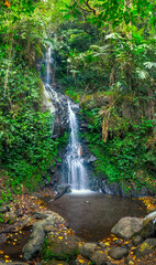 Obraz premium waterfall in the jungle