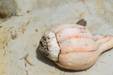 Closeup view of seashell on the costal stone  