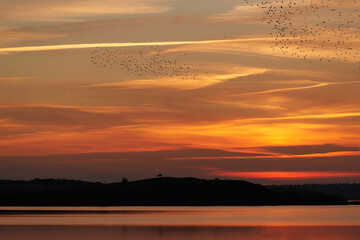 Starlings flying in colourful sunset at lake Flyndersoe in Denmark with the sky reflecting in the lake on a silent evening