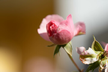 verschiedene Rosenblüten