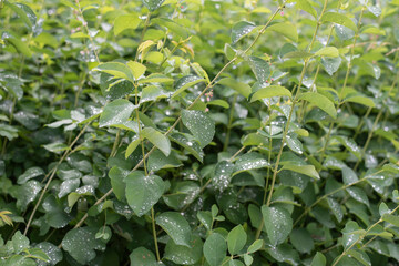 rain drops on the leaves of a snowberry