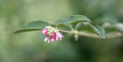 buds and flowers of a common snowberry