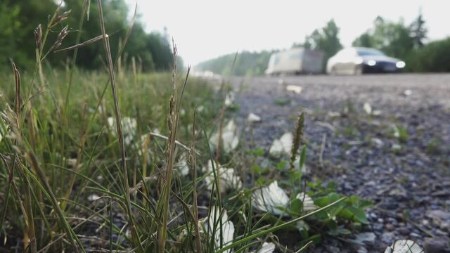 Tens of hundreds, of thousands of butterflies were hit by a cars during mating swarming (preconnubia). Insects are lying on the side of the highway and cars are passing by