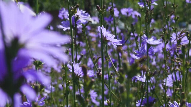 Blooming chicory, common chicory (Cichorium intybus). Honey plant (nectar and pollen). Coffee substitute. Used in confectionery, canning production, appetite drinks, infusion of chicory inflorescence
