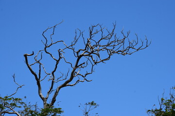 Obraz premium Beautiful dried branches of a tree in blue sky background 