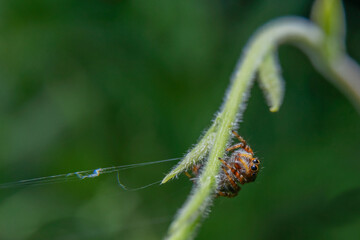 unique spider.
the uniqueness of spiders in each region is different in shape