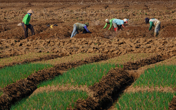 farmers