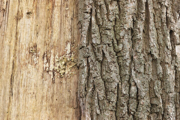 A close-up of the damaged tree trunk of an old Oak