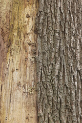A close-up of the damaged tree trunk of an old Oak