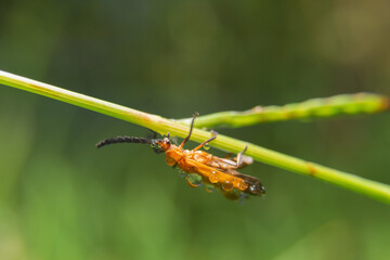 insect. various insects in the garden