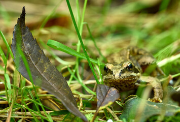 A common frog looking directly at the camera through leaves and grass