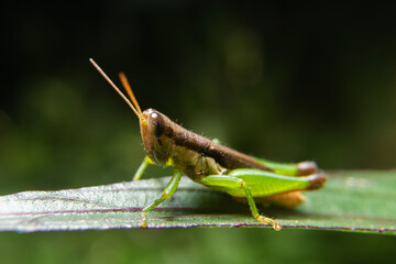 Fototapeta premium insect. various insects in the garden