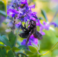 Violet carpenter bee on a sage flower