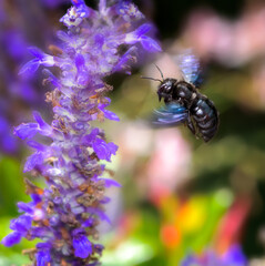 Violet carpenter bee flying to a  sage flower