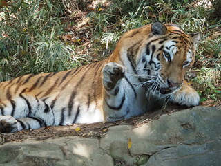 凛々しい虎のいる風景