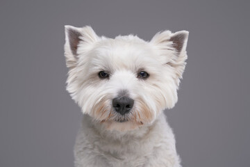 West highland terrier with white fur against gray background