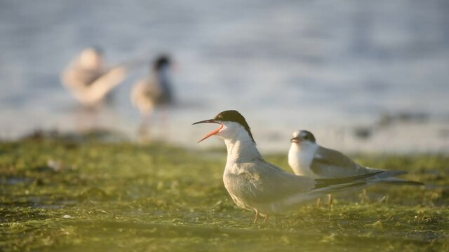 Common Tern - Sterna hirundo - adult bird with the nestlings at the wetland. sounds of nature