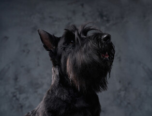 Fluffy canine animal scottish terrier breed against dark background