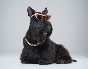 Stylish black scotch terrier dog with sunglasses and chain