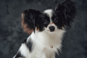 Headshot of purebred papillon puppy with black white fur