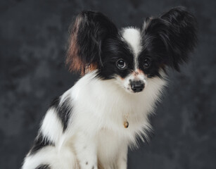 Black white purebred papillon dog against dark background