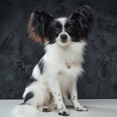 Black white purebred papillon dog against dark background