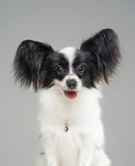 Portrait of cute black white papillon dog isolated on grey