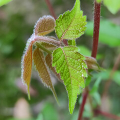 frost on leaves