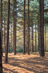Sunlit wandering path in a pine tree forest with a woodland background ~INTO THE FOREST~