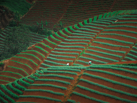 onions plantations