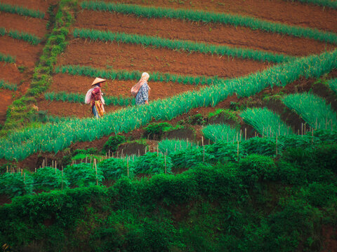 farmers walking in the plantation