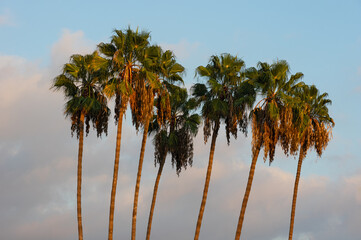 Image of a vibrant background of palm trees and beautiful clouds and blue sky.