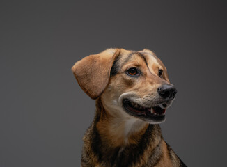 Joyful beagle dogggy with brown fur against gray background