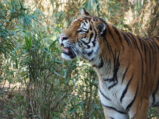 凛々しい虎のいる風景