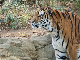 凛々しい虎のいる風景