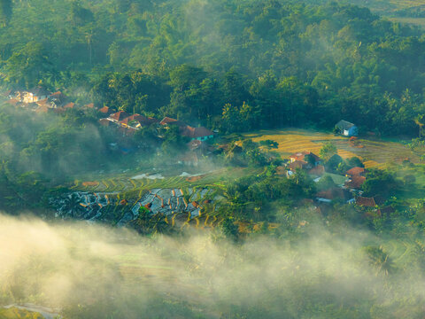 rice field bird view