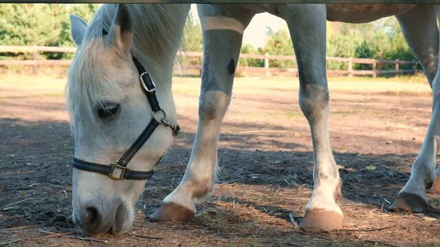 Horse close-up. White horse in the paddock. The horse is eating green grass, grazing on the Green Pasture. . Farm animals in the pasture. Farming. Livestock.