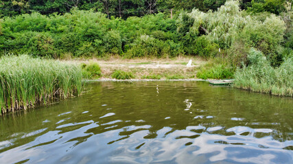 Swans near the shore and reeds at Rakaca Reservoir. Lake and Trees. Szalonna. Hungary. Europe