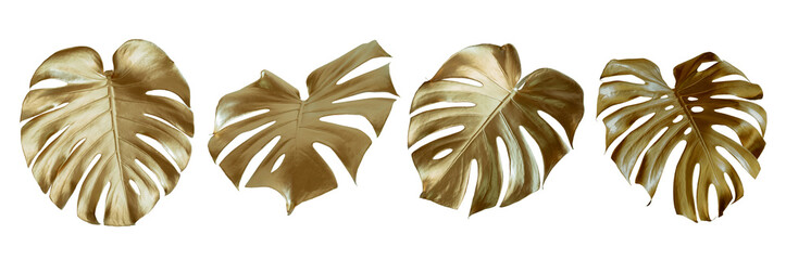 Tropical leaves in gold color on white space background.Abstract monstera leaf decoration...