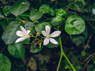 Murraya paniculata, commonly known as orange jasmine, orange jessamine, china box or mock orange, is a species of shrub or small tree in the family Rutaceae.