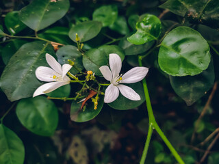 Murraya paniculata, commonly known as orange jasmine, orange jessamine, china box or mock orange, is a species of shrub or small tree in the family Rutaceae.