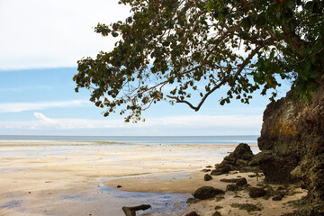 tree on the beach