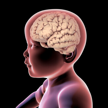 Healthy Child With Highlighted Brain