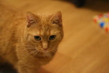 getiegerte Katze in Wohnung