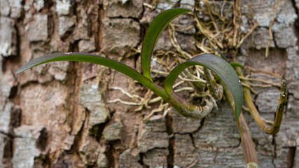 Orchids perched on the surface of old trees.