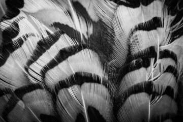 colored pheasant feathers with a visible texture. background