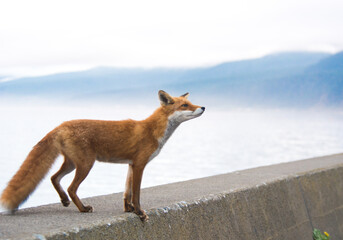 Obraz premium Mysterious Fox in the Mist Award-winning shot